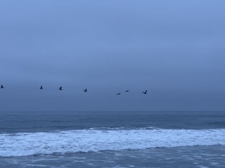 Obraz premium A serene morning view of a flock of seabirds flying in formation low over the crashing ocean waves in Carlsbad, California.