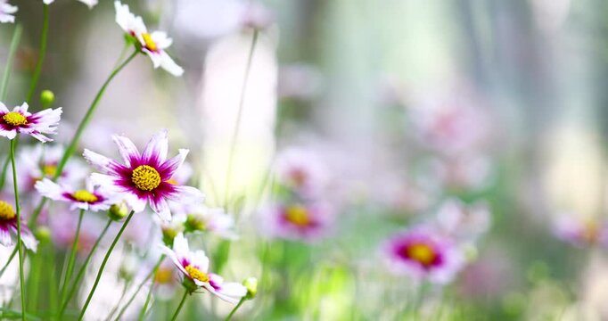 Beautiful pink coreopsis flowers blooming with right copy space