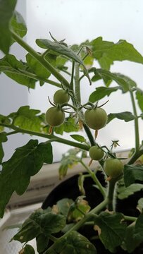 Close-up of unripe green cherry tomatoes growing on potted plant. Home gardening, indoor vegetable cultivation on windowsill.
