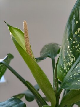 Close-up of Dieffenbachia flower spadix with green spathe. Blooming indoor potted plant with variegated leaves.