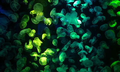 At the aquarium, the transparent jellyfish swim underwater, illuminated by green light. Beauty of marine life. Exotic sea creatures add a touch of nature's magic to the ocean's deep, tropical waters. © Fahroni