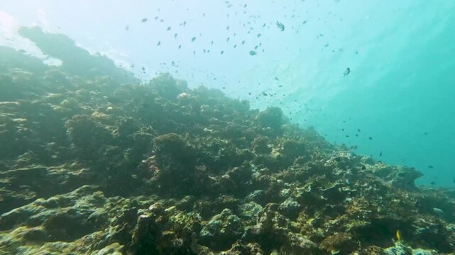 Healthy coral reef ecosystem in sunlight teeming with life with shoals of tropical fish in Suva, Fiji, South Pacific
