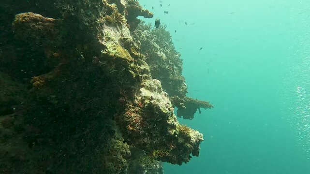 Scuba diving along sheer coral reef wall with tropical fish in turquoise ocean water of Suva on Viti Levu, Fiji, South Pacific