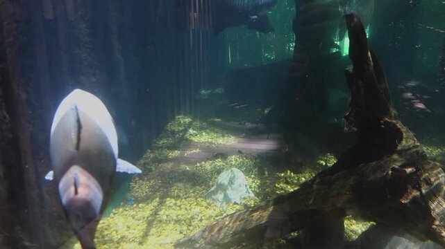 close up view of a tambaqui fish or colossoma macropomum in aquarium, found in Amazon basin