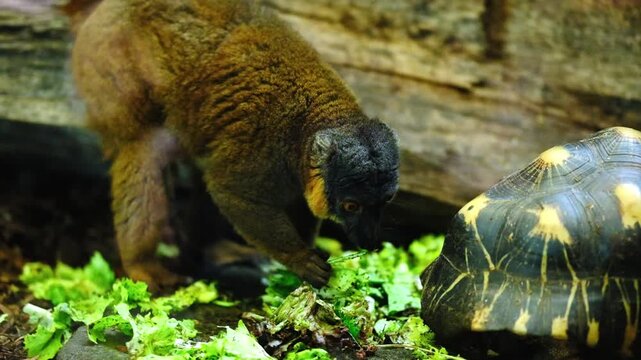 Small primate or Lemur specie in an enclosure at the Berlin zoo