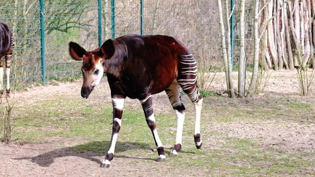 Okapi walking in an enclosure at the Berlin zoo