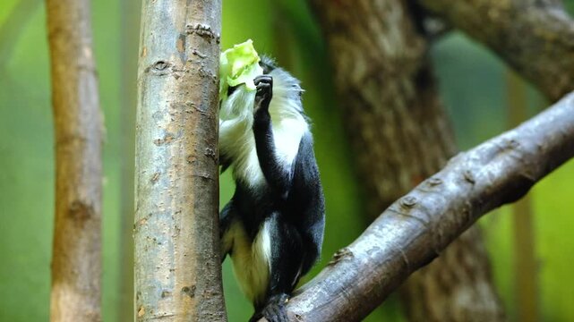 A small monkey specie eating lettuce in a zoo