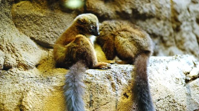 Small primate specie in an enclosure at the Berlin zoo