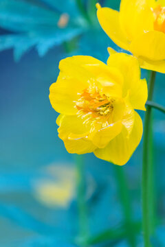 Flowering of yellow perennial globeflower on a colored background, vertically.