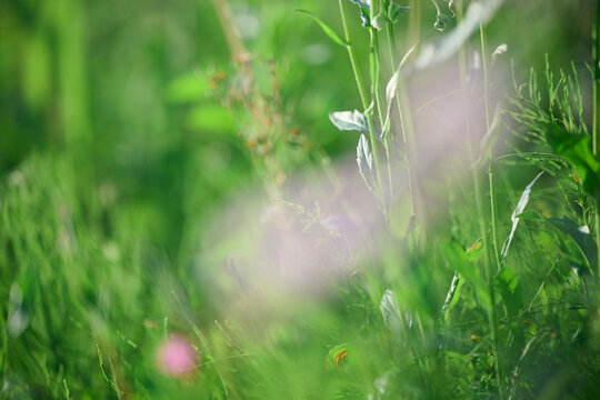 草花が咲く田園の風景