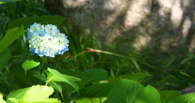 Beautiful blue hydrangea flower blooming with right copy space