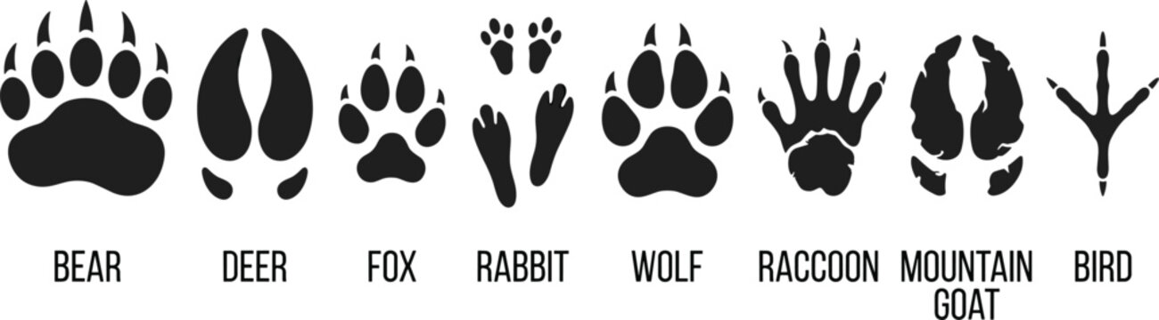 Wild Animal Track Silhouette Collection Featuring Bear Deer Fox Rabbit Wolf Raccoon and Bird
