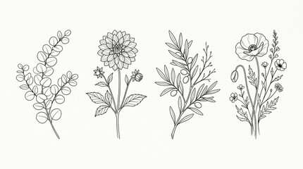 Botanical line art illustrations of wildflowers and foliage in elegant minimalist style © Abbas