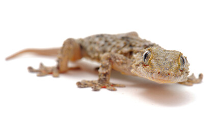 Naklejka premium gecko in studio