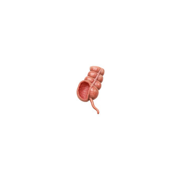Human Appendix 3D Anatomy Cutout