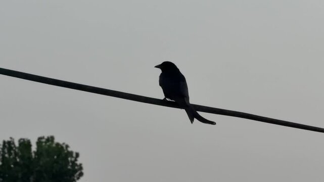A black drongo perched on an overhead power line against a pale, overcast sky.