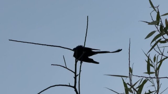 A black drongo perched on an overhead power line against a pale, overcast sky.