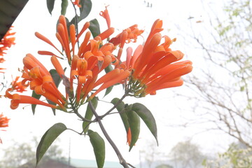 Obraz premium Pyrostegia venusta, flame vine or orange trumpet vine flower plant