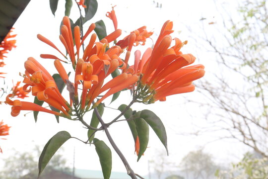 Pyrostegia venusta, flame vine or orange trumpet vine flower plant