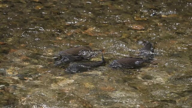 Carp splashing in the Provo River as they spawn in slow motion in Utah.