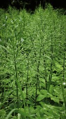 Obraz premium horsetail in the forest