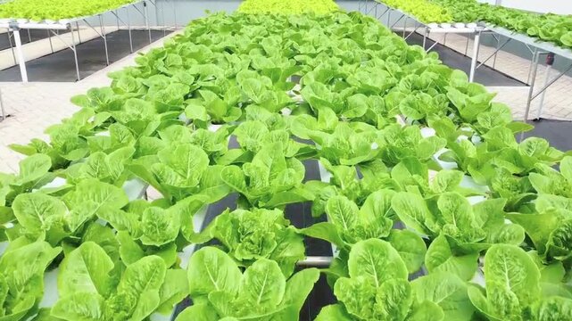 Forward tracking shot over vibrant rows of organic green lettuce growing in a modern hydroponic facility