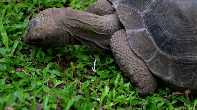 Close-up video footage of an Aldabra giant tortoise grazing and eating green grass.