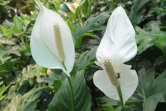 Spathiphyllum flower plant on farm