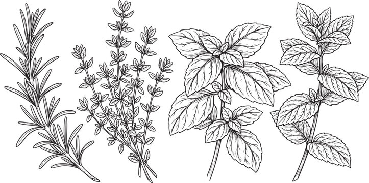 Hand drawn culinary herbs set including rosemary thyme basil and mint isolated on white background vector illustration