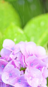 梅雨の雨粒に打たれる綺麗な紫陽花の動画　梅雨や6月などの爽やかなイメージ縦動画