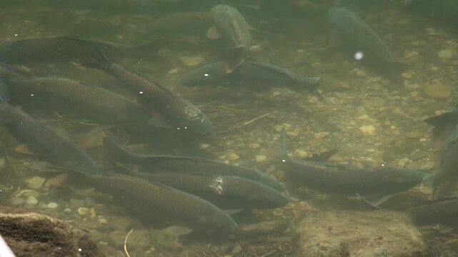 Looking down at a school of carp swimming in the Provo River as they spawn in slow motion.
