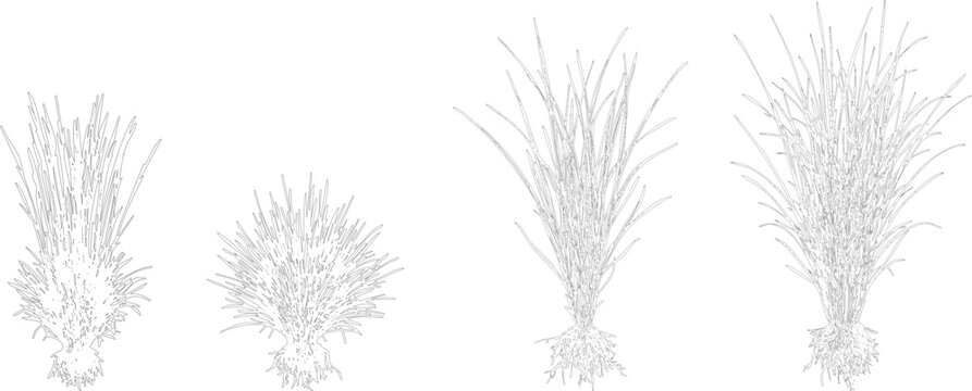 Vector set of ornamental grasses with roots in elevation view for landscape design and architectural project visualization
