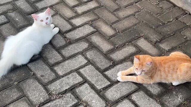 Two relaxed cats sitting on patterned brick pavement, one white and one orange.