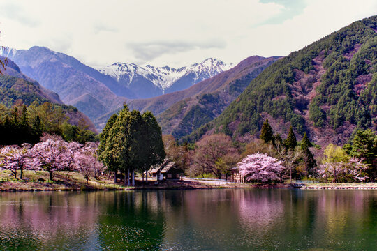 山々に囲まれた湖とピンク色の桜が美しい景色