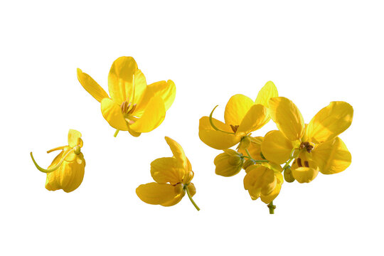 Bright yellow blossoms on transparent background