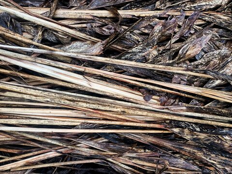 Dried ginger plant stems and leaves left on the ground after harvest to decompose as natural organic fertilizer