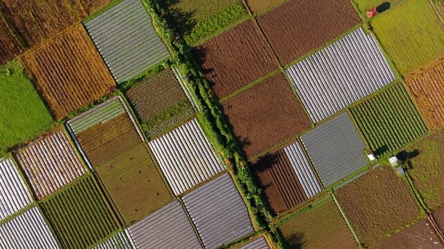 Bukit Selong Mountain View with Patchwork Farmland | Lombok Island Indonesia Aerial Footage