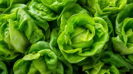 Obraz premium Fresh Green Lettuce Leaves Arranged in Layers for a Vibrant and Healthy Culinary Background, Perfect for Cooking and Nutrition Themes