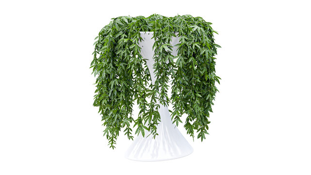 Weeping green plant cascading from elegant white vase indoors.