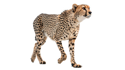 Beautiful adult cheetah standing looking alert forward isolated on transparent background cut out © Ivan