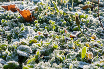 Frost covered ground with leaves and plants during a cold morning in autumn © denklim