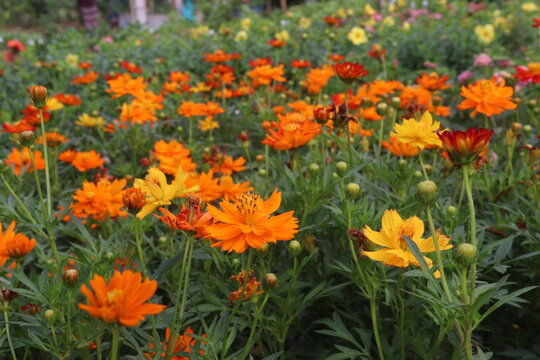 orange colored sulfur cosmos flower plant
