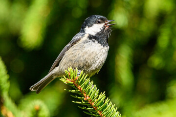 Coal tit bird singing perched on pine branch © zorandim75