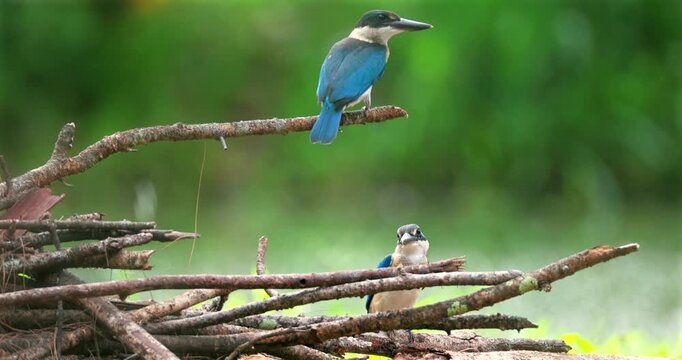 Pair of collared kingfishers, also known as white-collared kingfishers or mangrove kingfishers, resting on wooden branches against a blurred green background in a tropical habitat.
