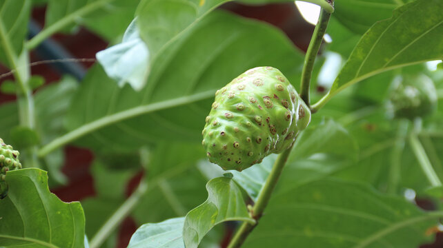 mengkudu fruit (morinda citrifolia) hanging on the tree branch