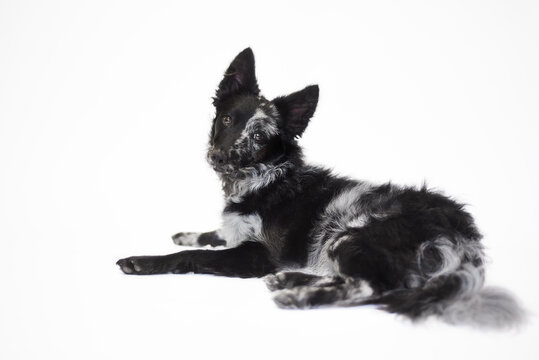 Studio portrait of a beautiful blue merle Mudi dog lying down and looking at the camera against a white background