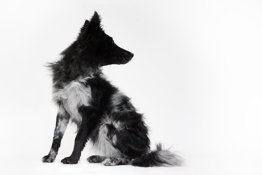 Studio portrait of a blue merle Mudi dog sitting and looking away on a white background