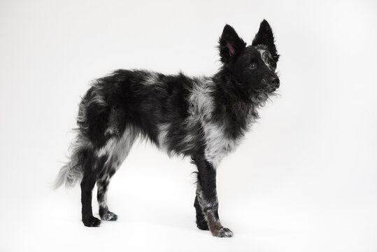 Rare blue merle Mudi shepherd dog standing full body portrait on white studio background