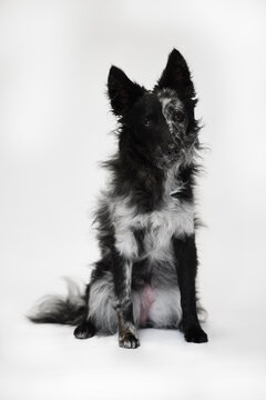 Beautiful mudi dog with blue merle coat sitting on white background, studio portrait