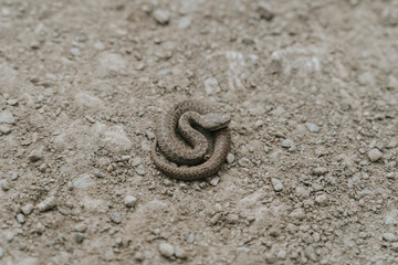 Obraz premium Small Snake Coiled on a Gravel Path: The Concept of Vulnerability and Hidden Wildlife